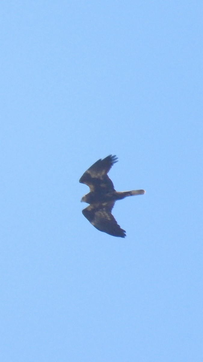 Zingira-mirotz eurasiarra - ML644651140