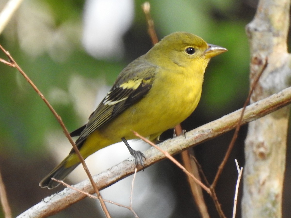 Western Tanager - ML644651141