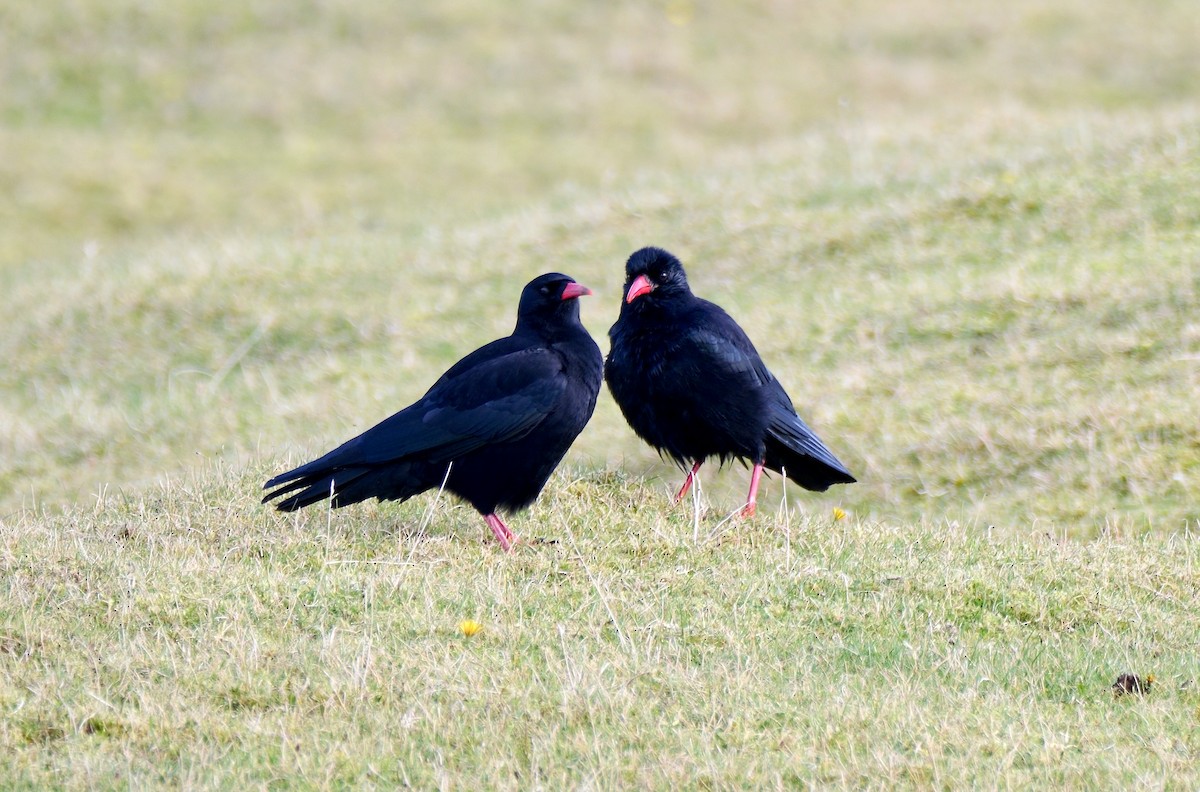 Клушица - ML644651142