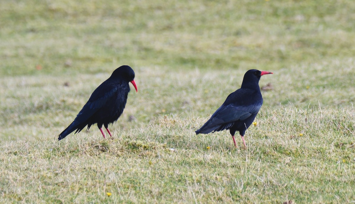 Клушица - ML644651143