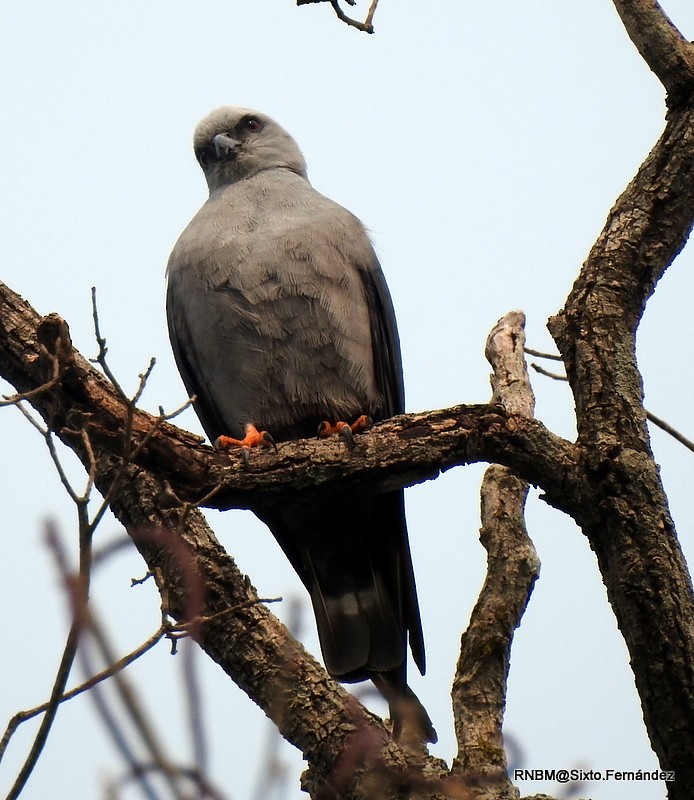 Milan bleuâtre - ML644651145