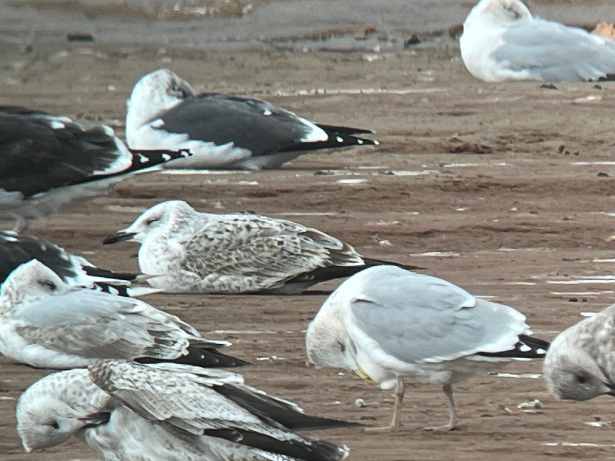 Хохотунья - ML644651147