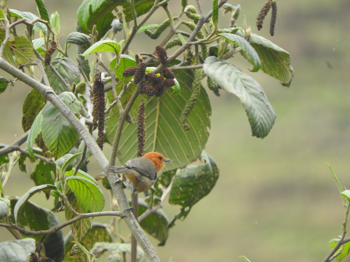 Буробокая пипира - ML644651148