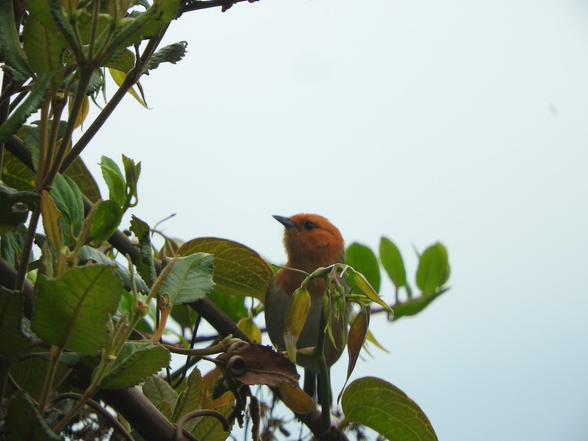 Буробокая пипира - ML644651149