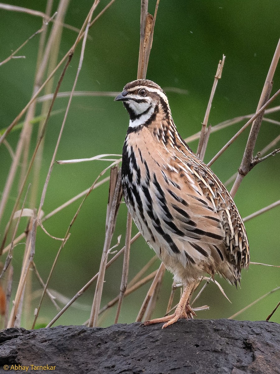 Перепілка чорновола - ML644651150
