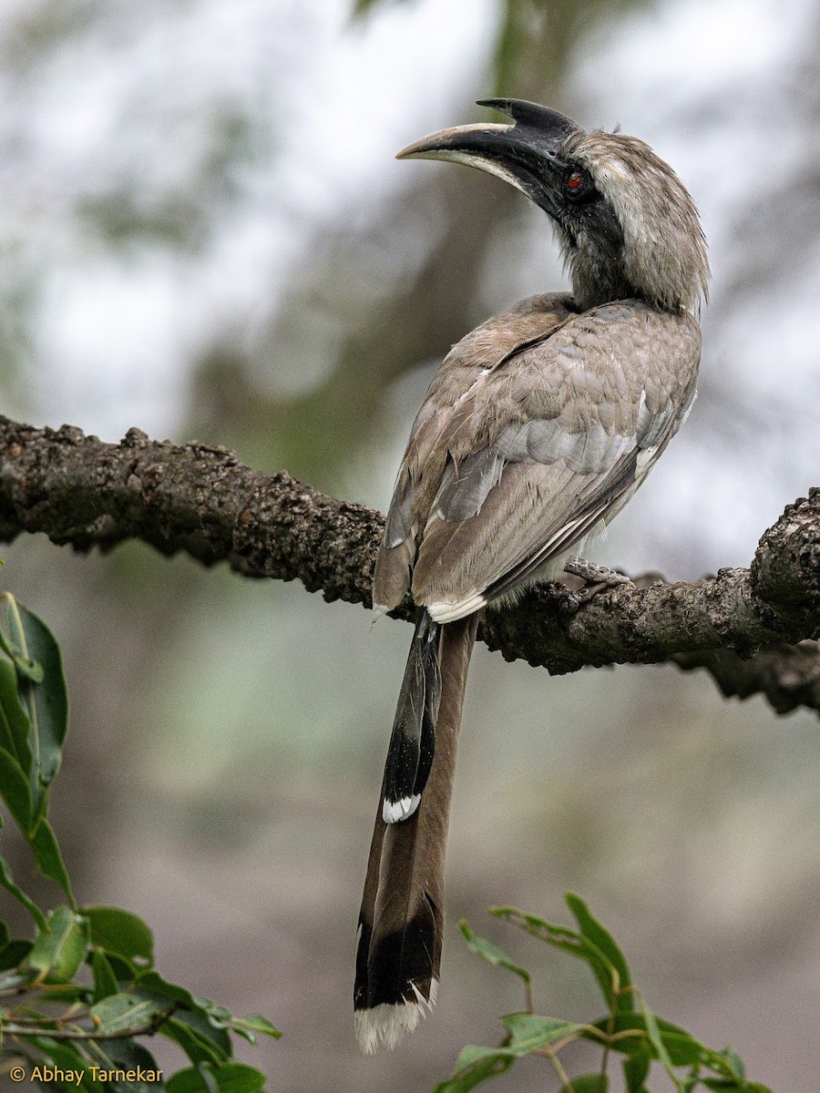 Токо індійський - ML644651153