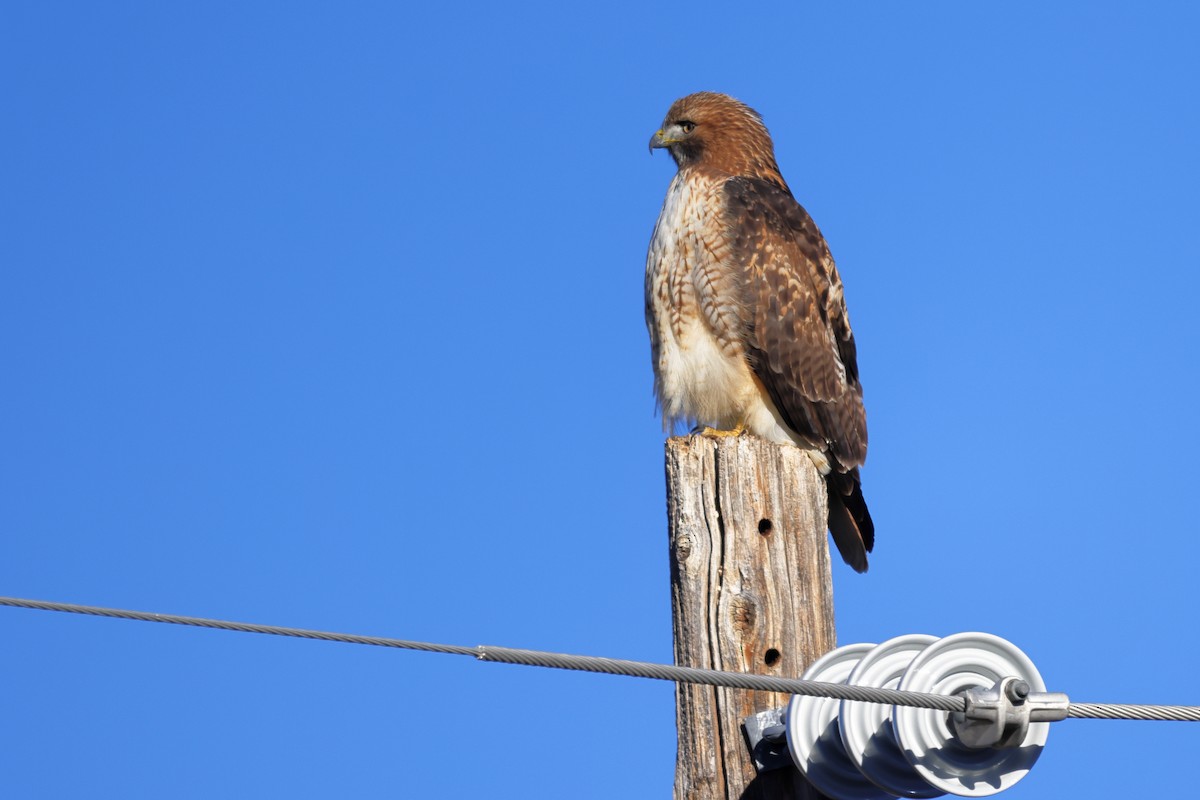 Red-tailed Hawk - ML644651154