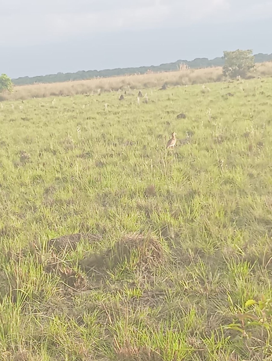 Double-striped Thick-knee - ML644651156