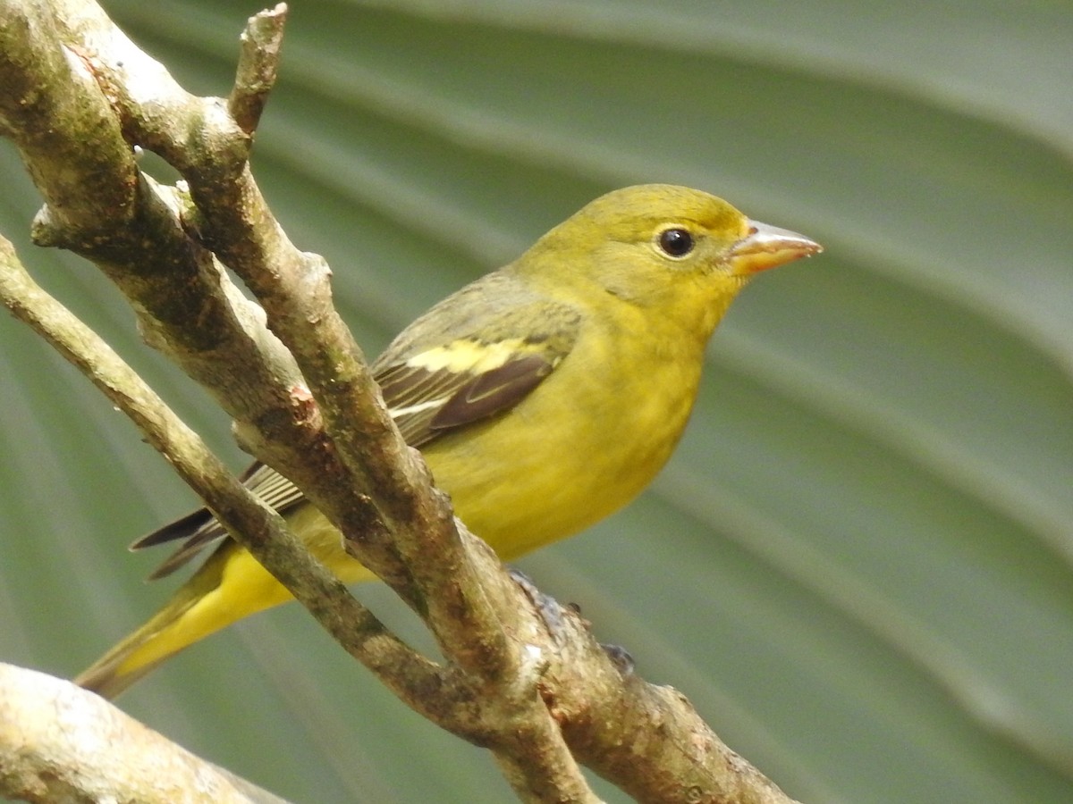 Western Tanager - ML644651163