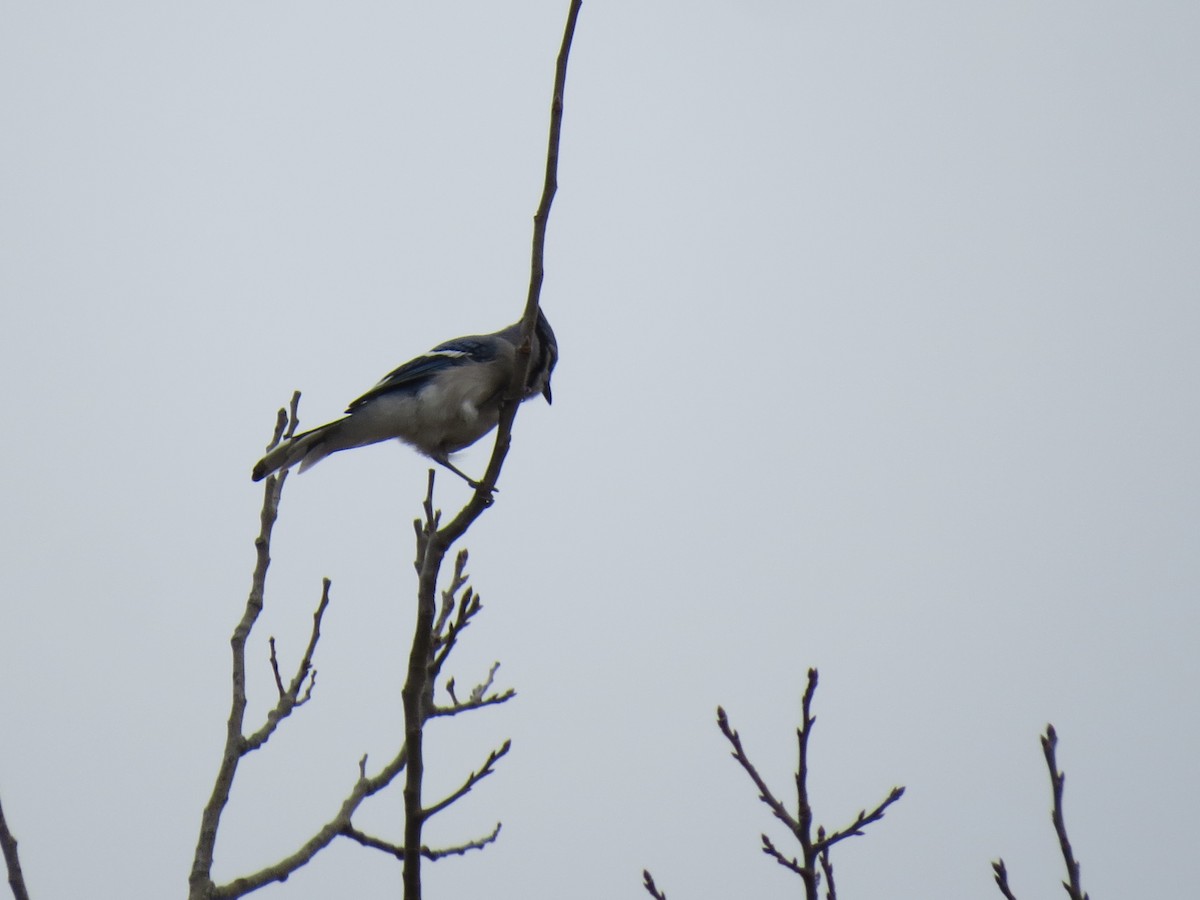 Blue Jay - ML644651164