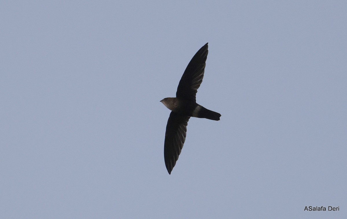 ノドフハリオアマツバメ - ML644651166