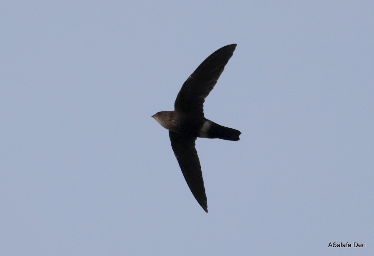 ノドフハリオアマツバメ - ML644651167