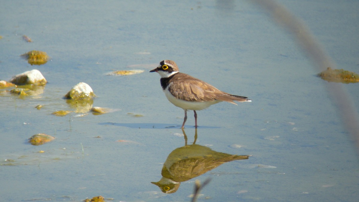 コチドリ - ML644651168