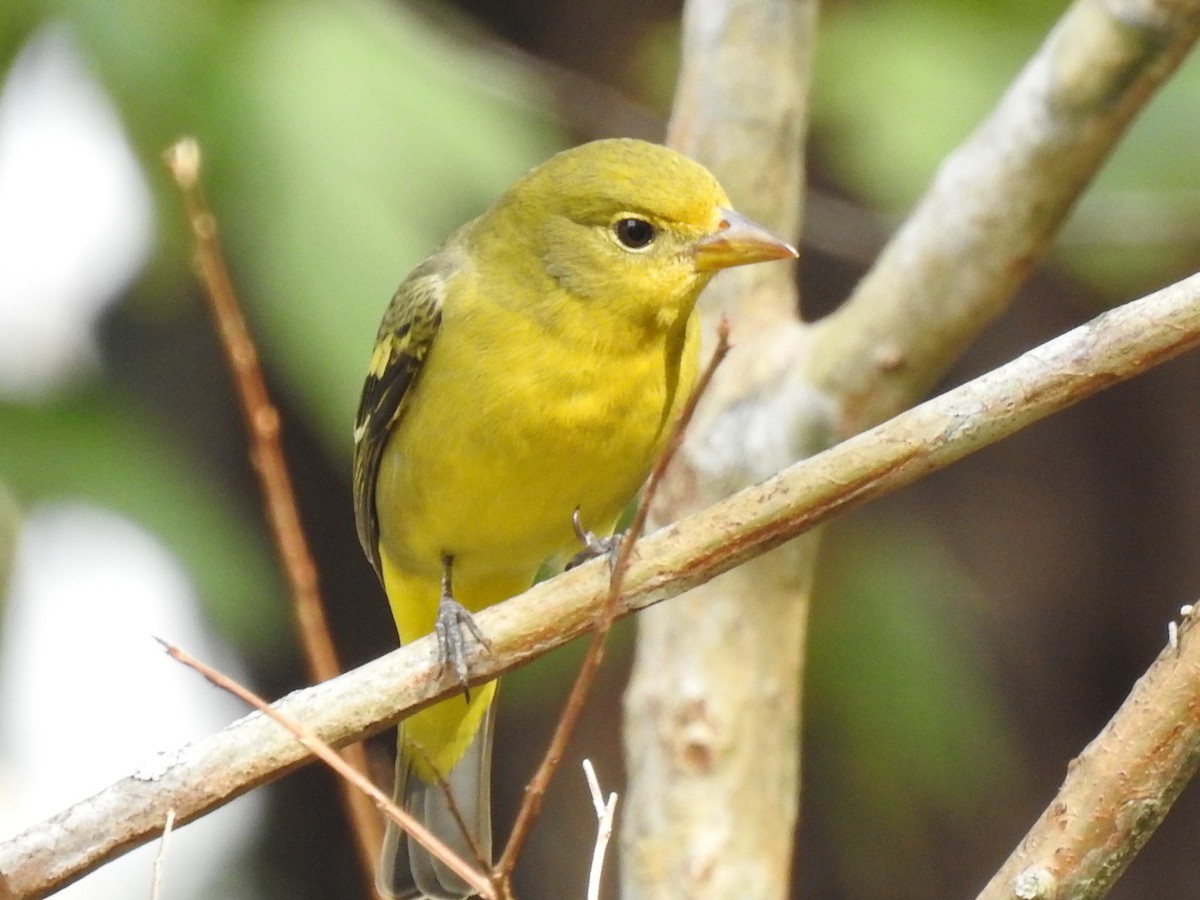 ニシフウキンチョウ - ML644651169