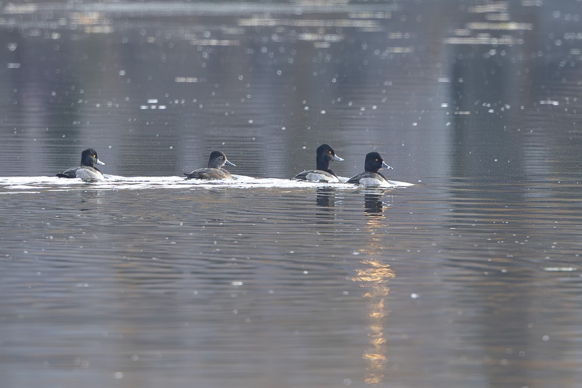 クビワキンクロ - ML644651170