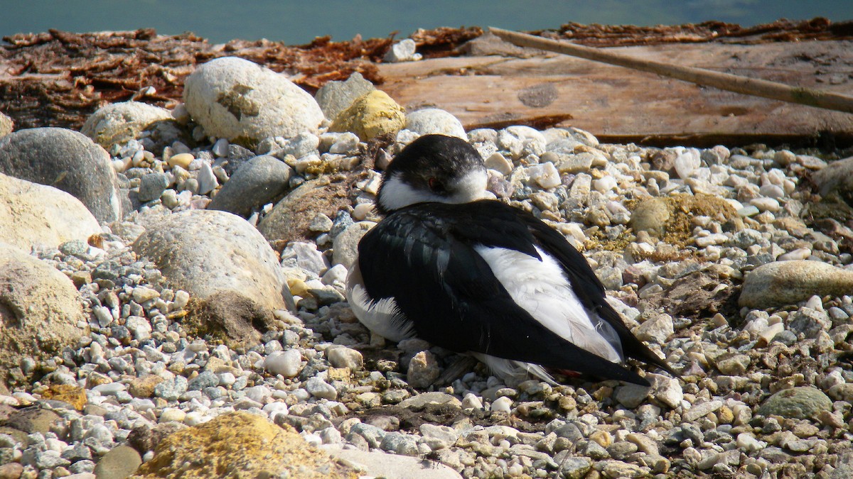 セイタカシギ - ML644651172