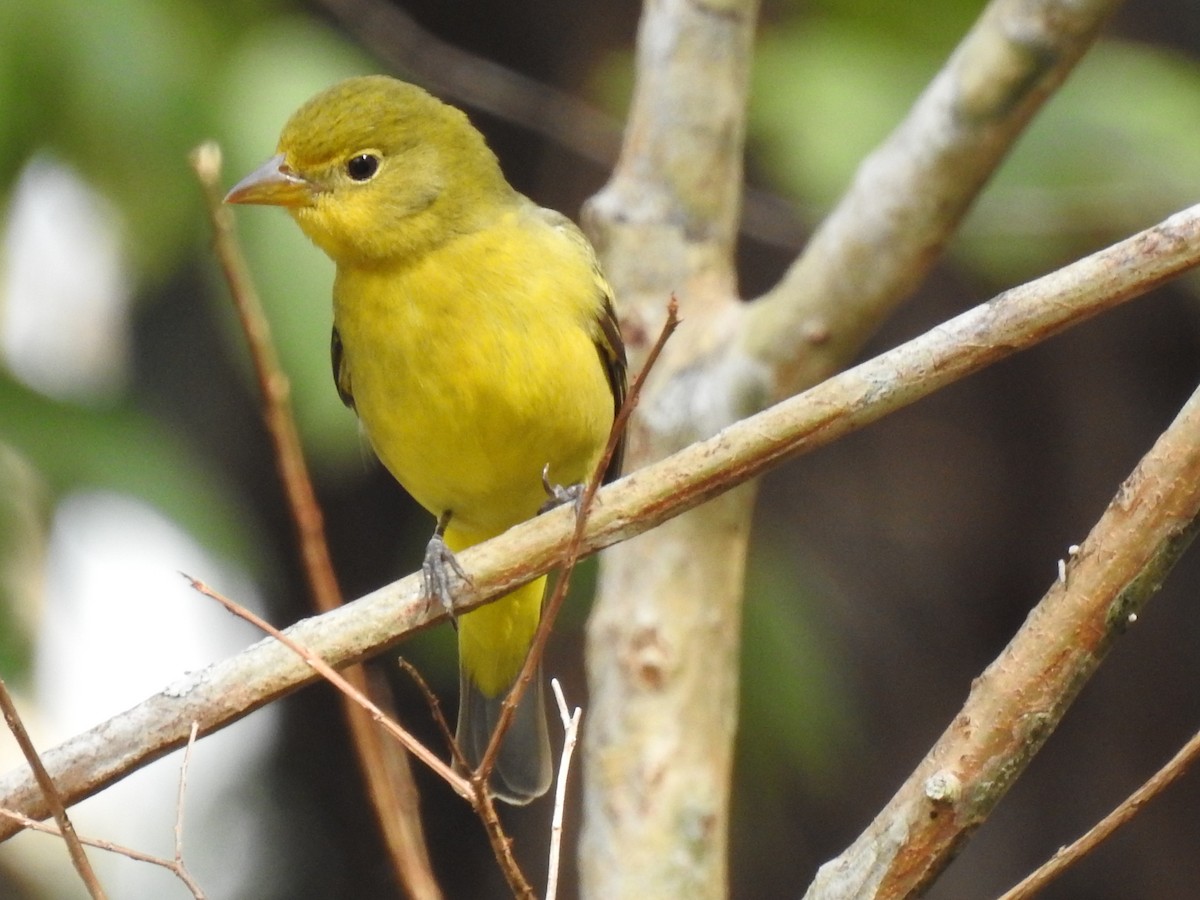 ニシフウキンチョウ - ML644651175