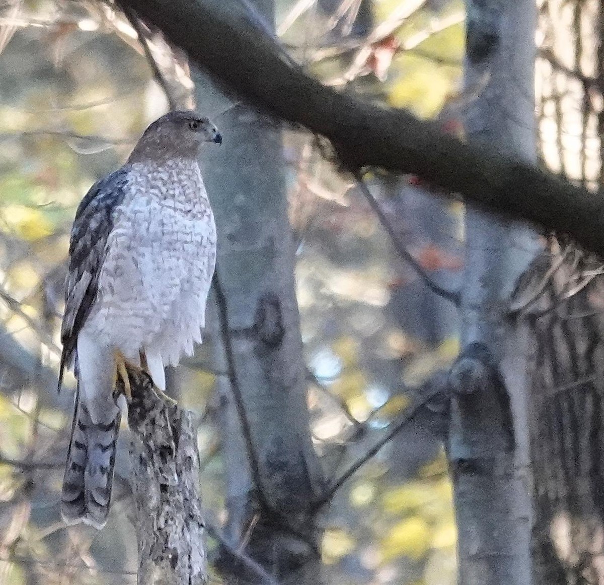 trostehauk - ML644651177