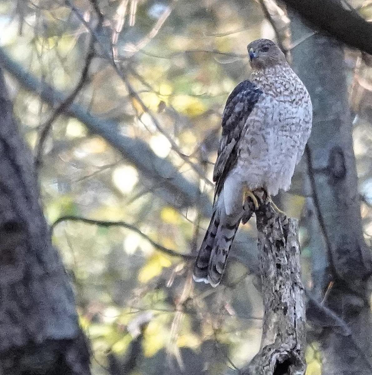 trostehauk - ML644651178