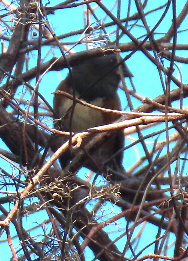 ホシワキアカトウヒチョウ - ML644651179