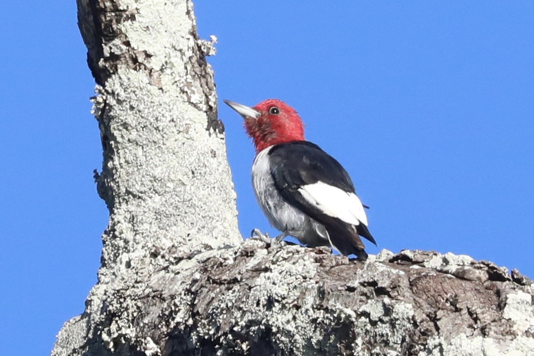 ズアカキツツキ - ML644651182