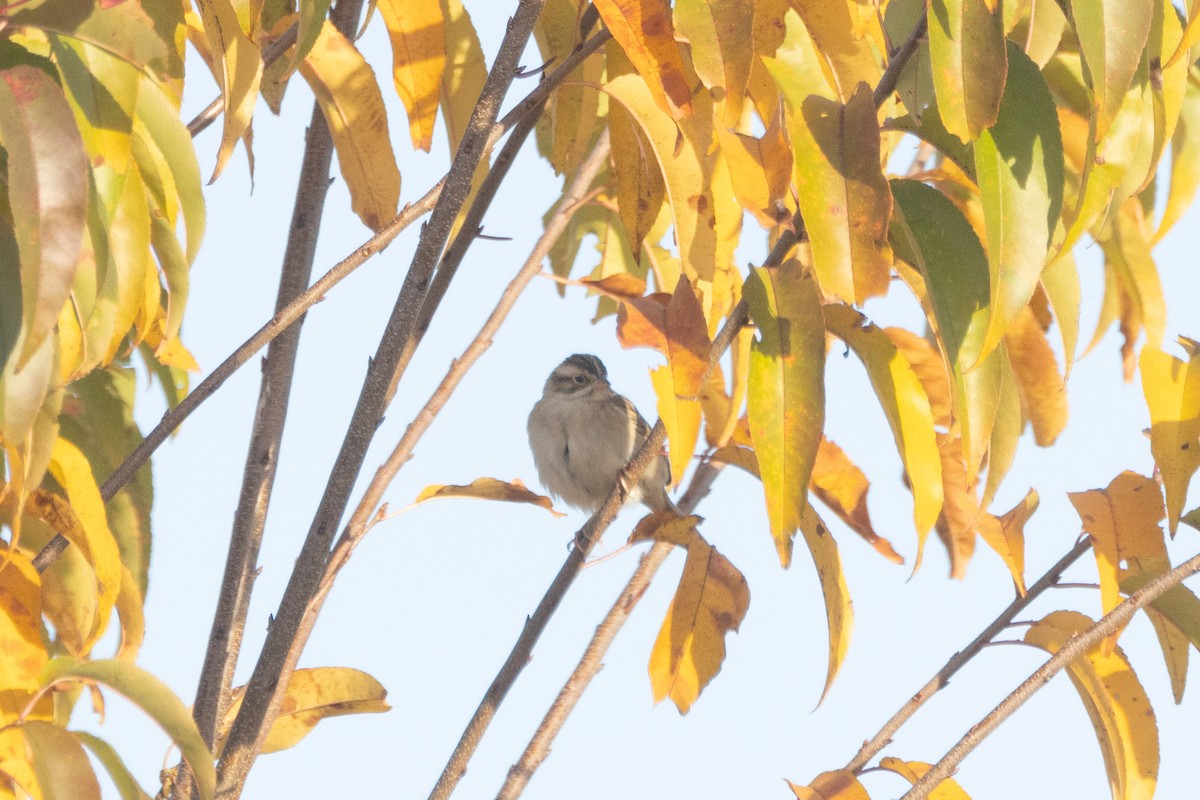Clay-colored Sparrow - ML644651183