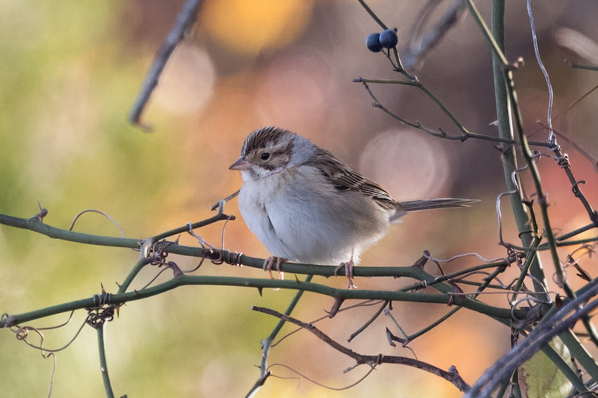 Clay-colored Sparrow - ML644651184