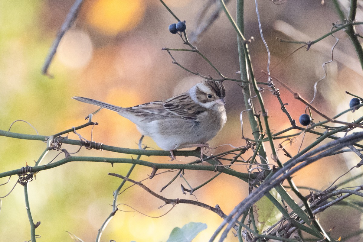 Clay-colored Sparrow - ML644651185
