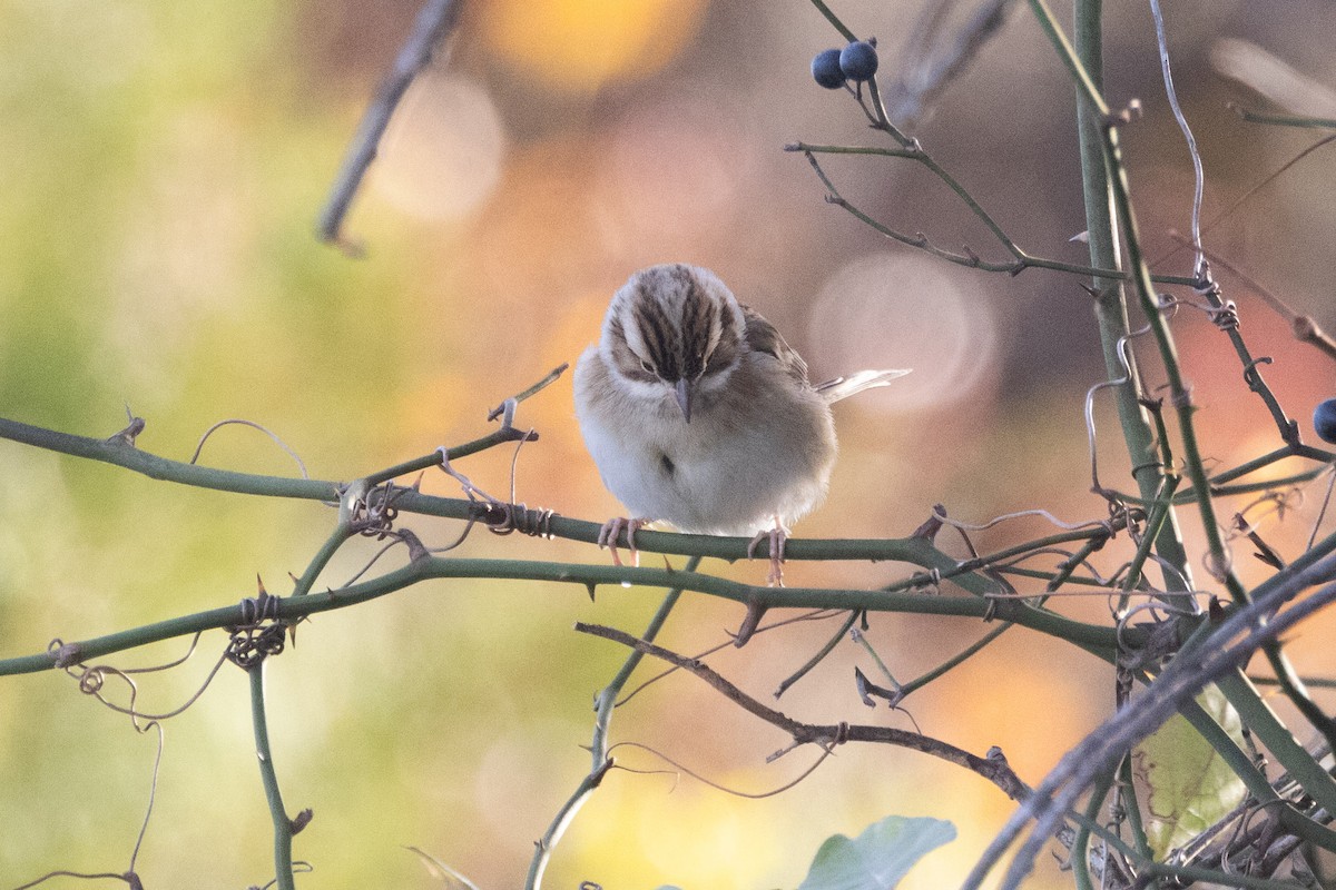 Clay-colored Sparrow - ML644651186