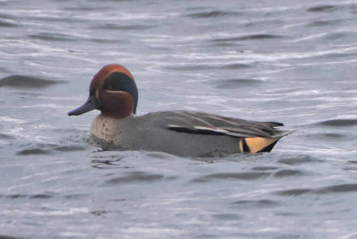 Green-winged Teal - ML644651190