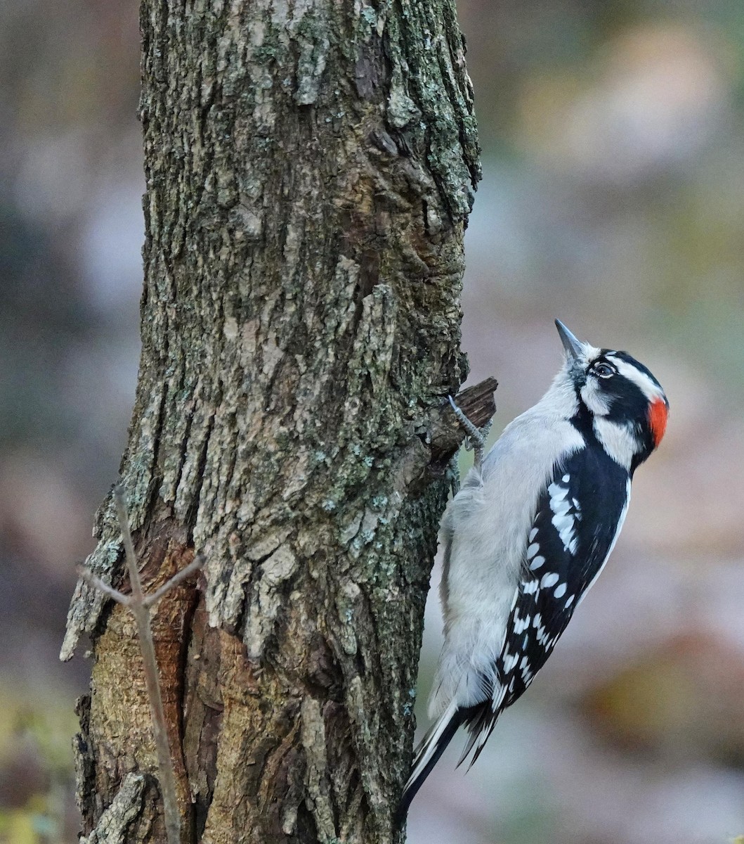 セジロコゲラ - ML644651191