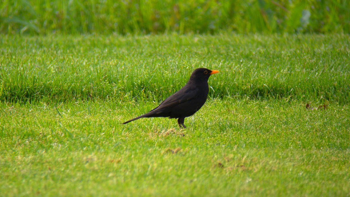 ニシクロウタドリ - ML644651192