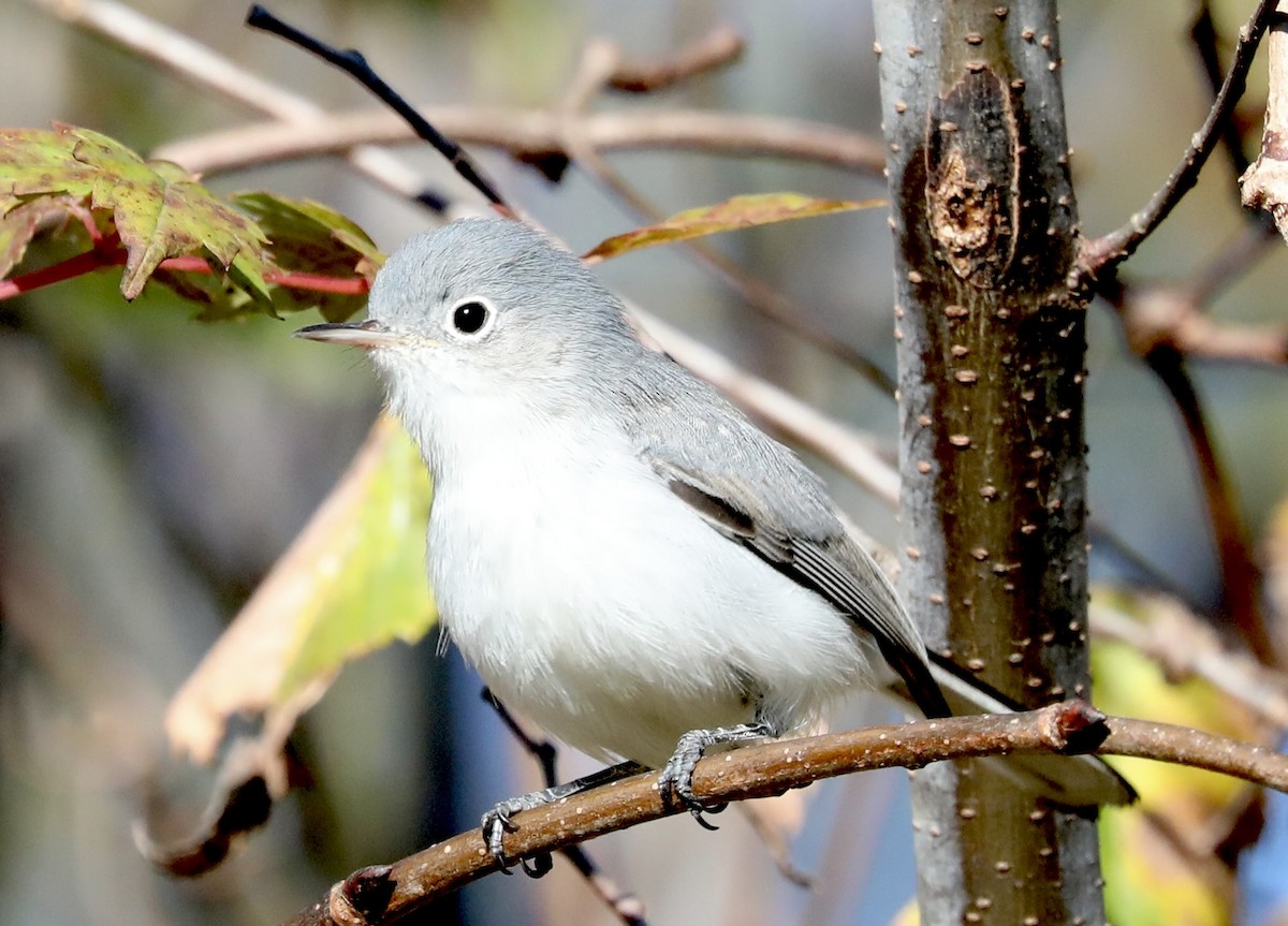 ブユムシクイ - ML644651193