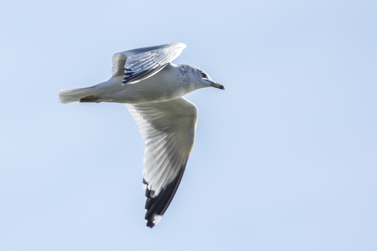 クロワカモメ - ML644651194