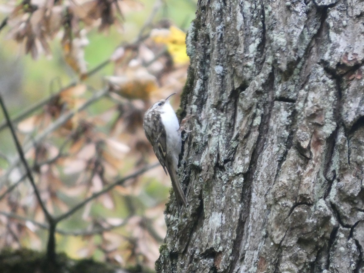 キバシリ - ML644651200