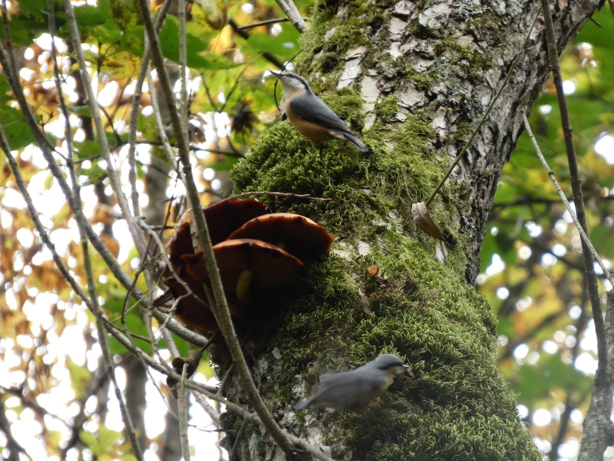 Eurasian Nuthatch - ML644651205