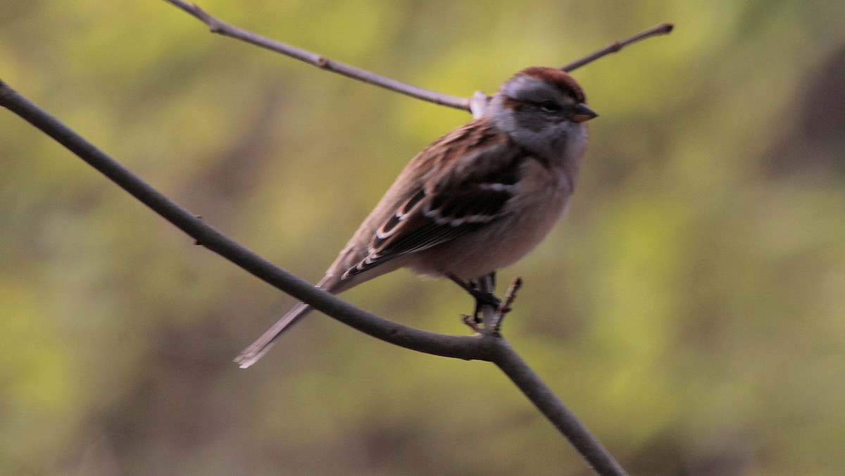 American Tree Sparrow - ML644651211