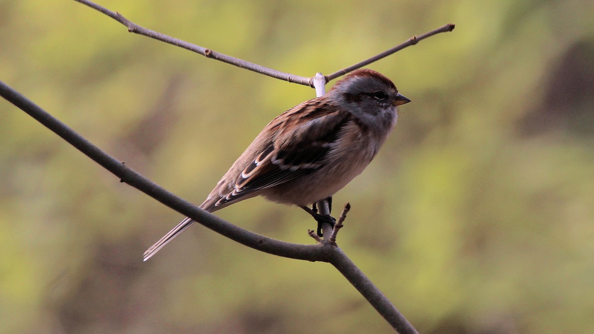 American Tree Sparrow - ML644651212