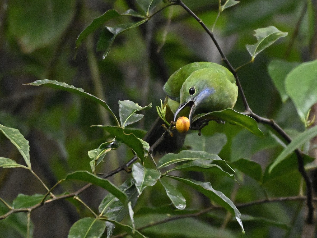 Зеленчик золоточеревий - ML644651216