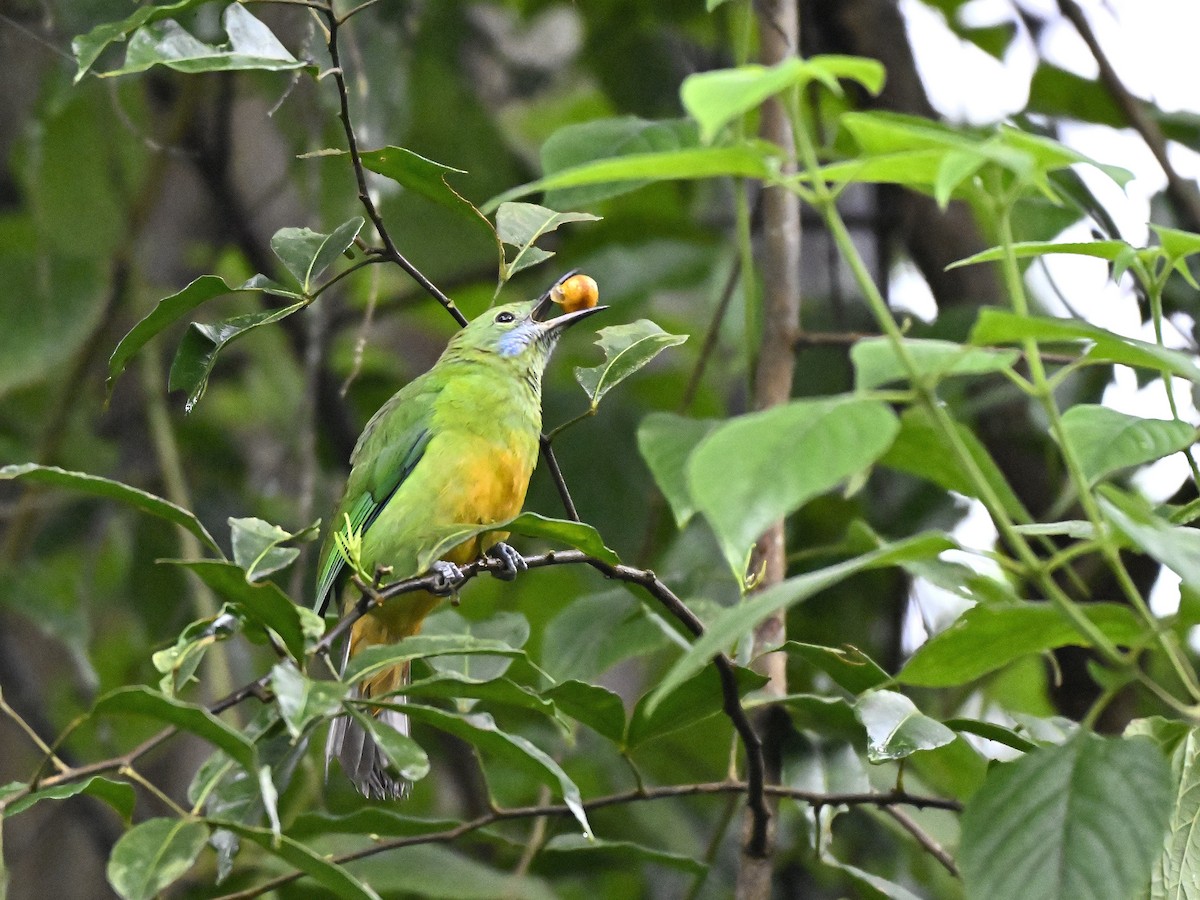 Зеленчик золоточеревий - ML644651217