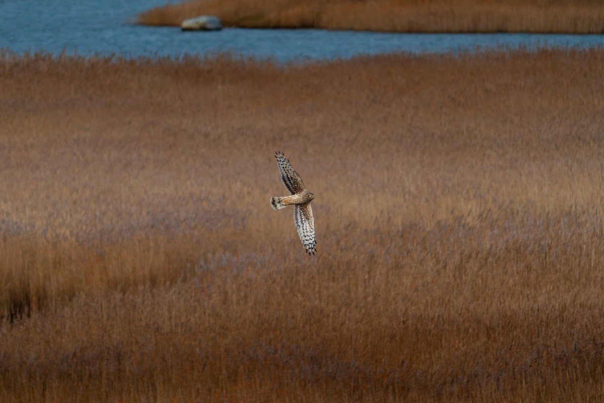 Hen Harrier - ML644651218