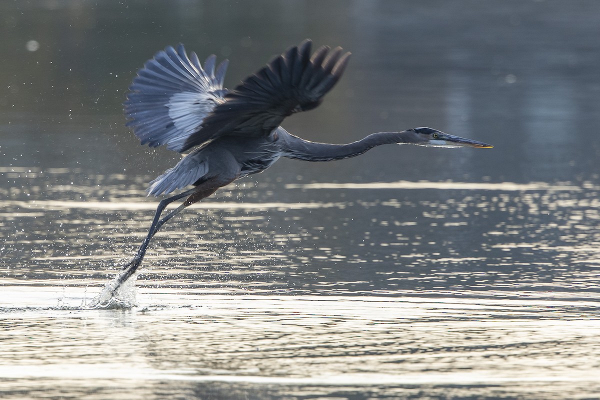 Great Blue Heron - ML644651219
