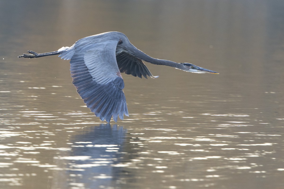 Great Blue Heron - ML644651220