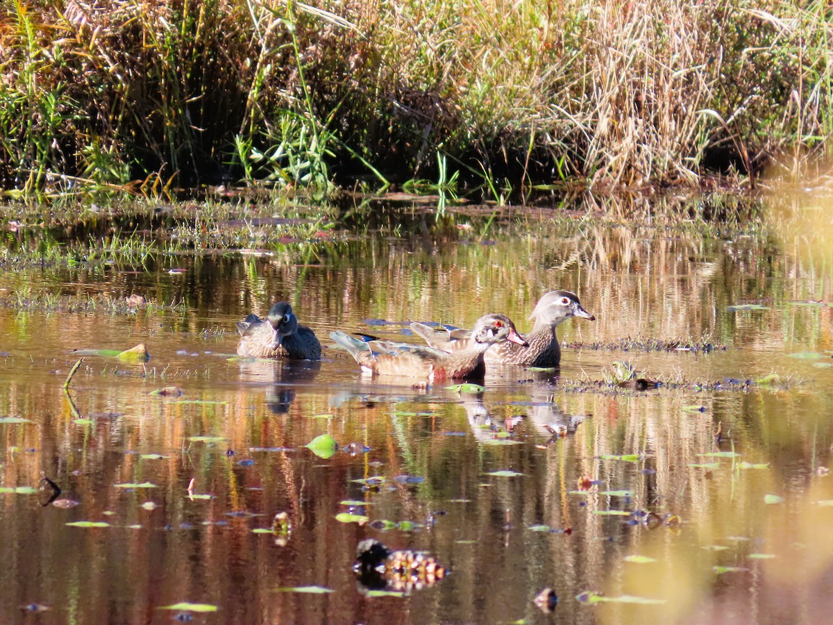 מנדרין אמריקני - ML644651221