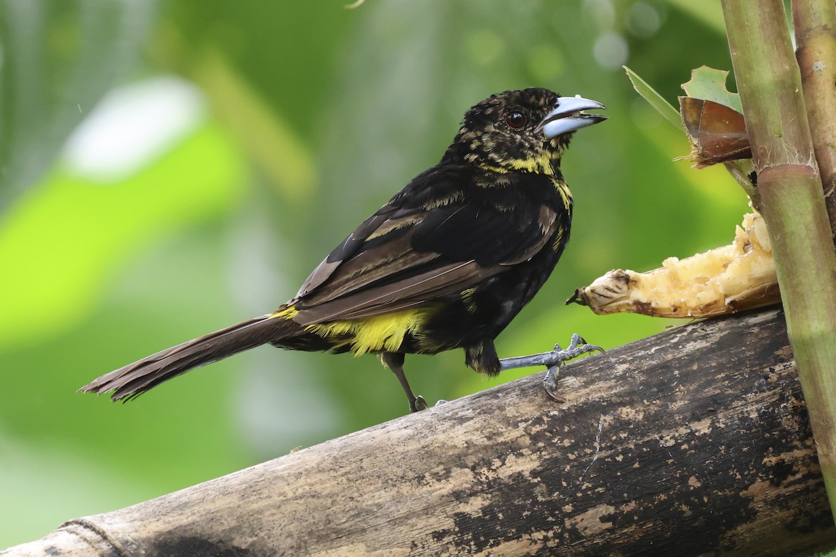 Flame-rumped Tanager (Lemon-rumped) - ML644651222