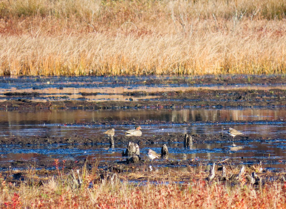 Green-winged Teal - ML644651224