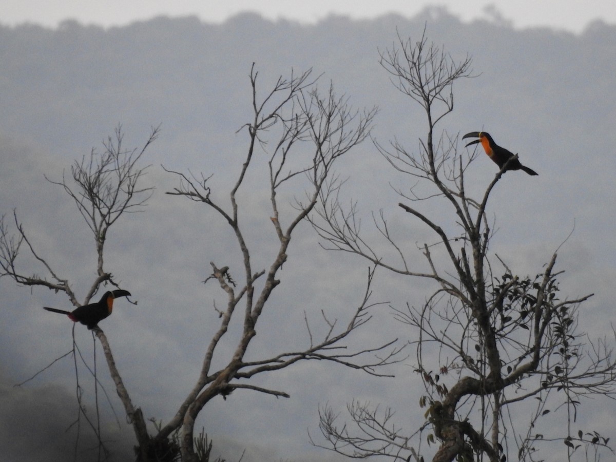 Channel-billed Toucan - ML644651225