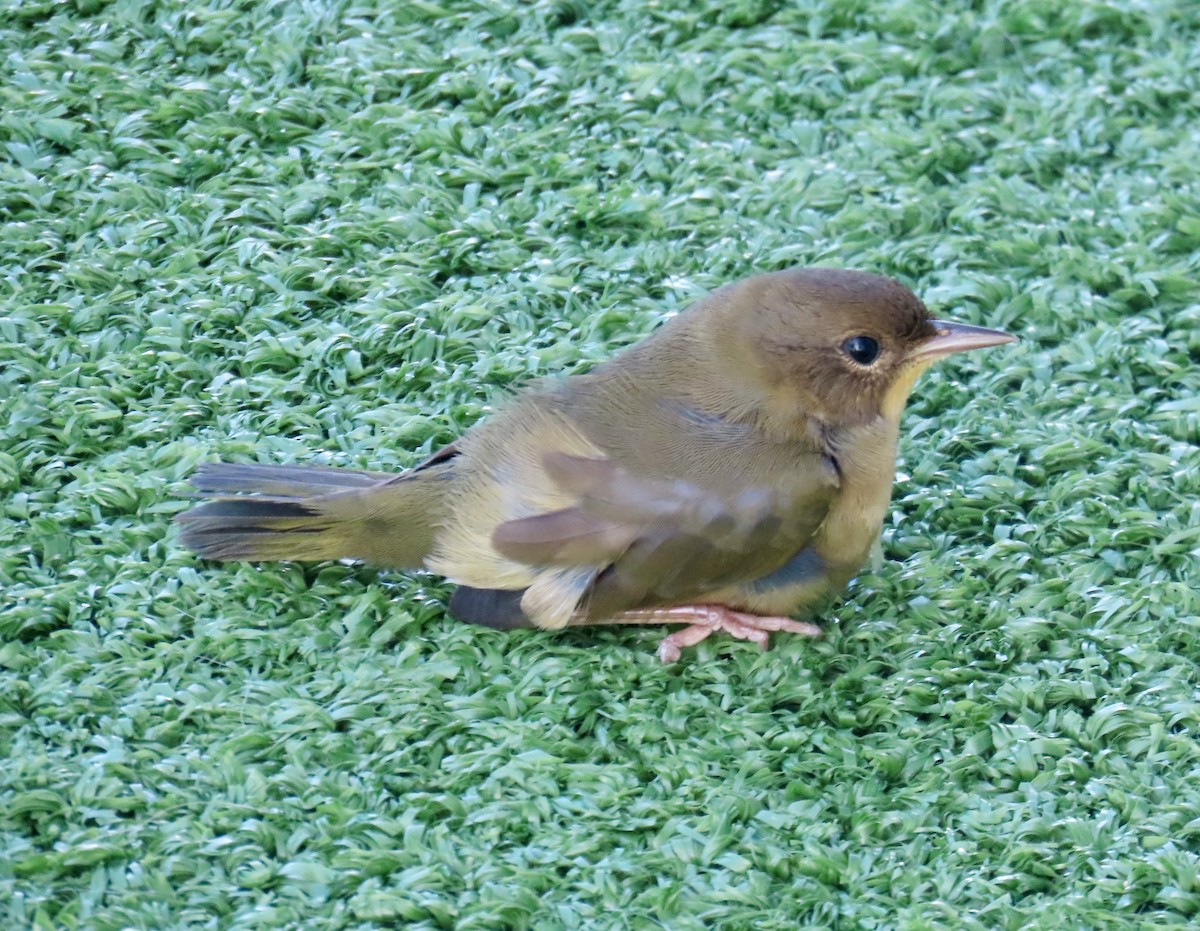 lesňáček žlutohrdlý - ML644651226