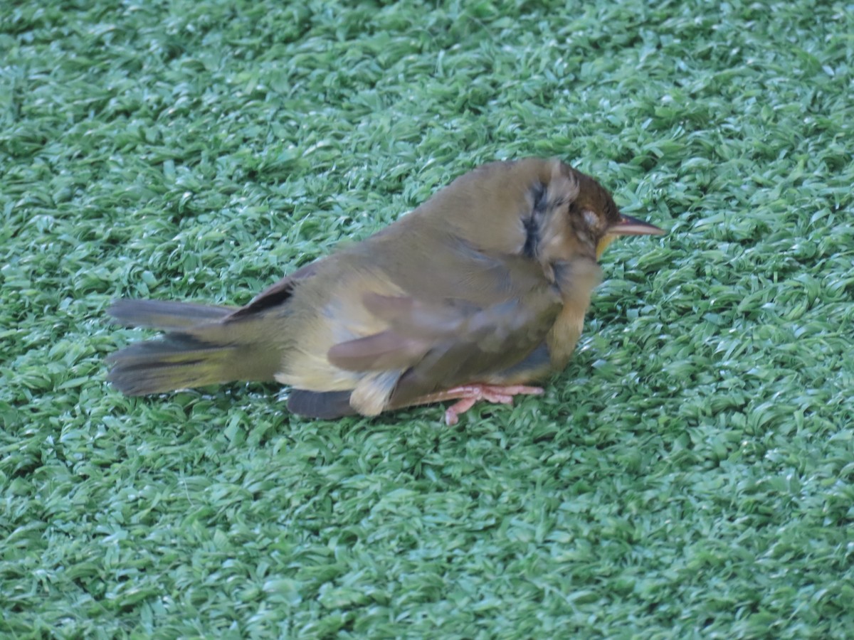 lesňáček žlutohrdlý - ML644651227