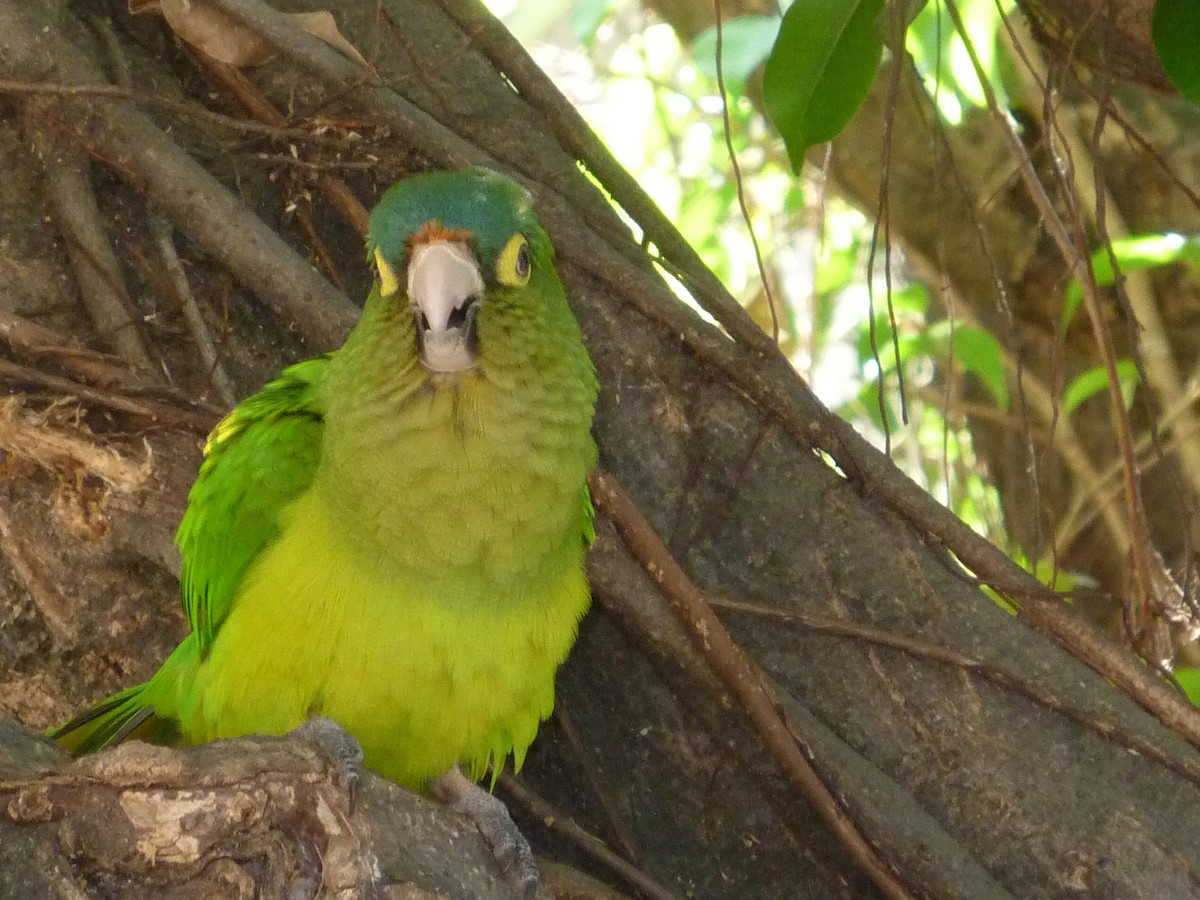 Aratinga Jamaicana - ML644651228